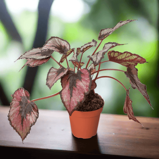 Begonia 'Rex' - 4" Pot - Plantonio
