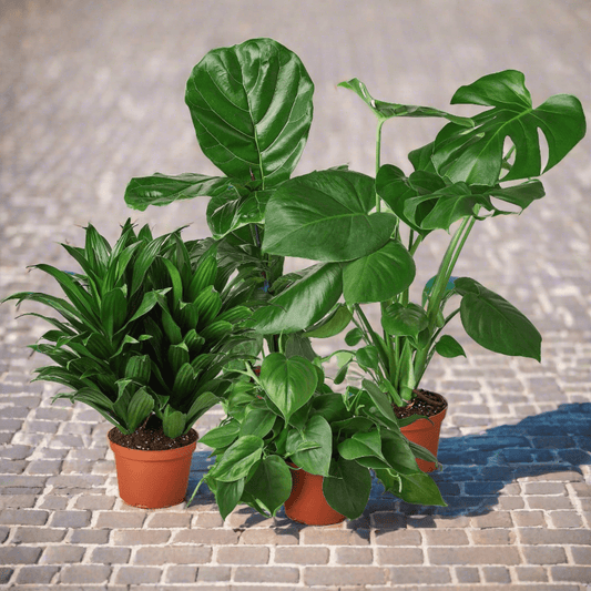 Best Selling Bundle - Plantonio