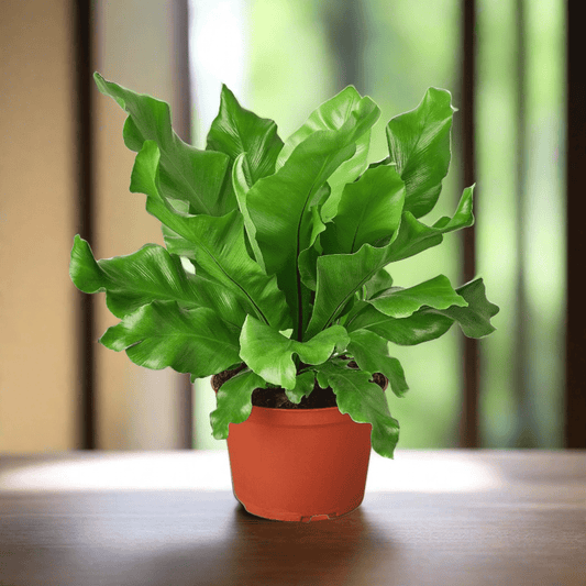 Bird's Nest 'Nidus' Fern - Plantonio