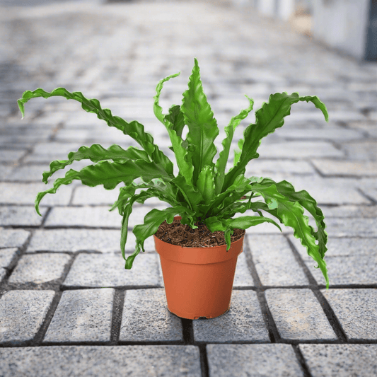 Bird’s Nest 'Victoria' Fern - Plantonio
