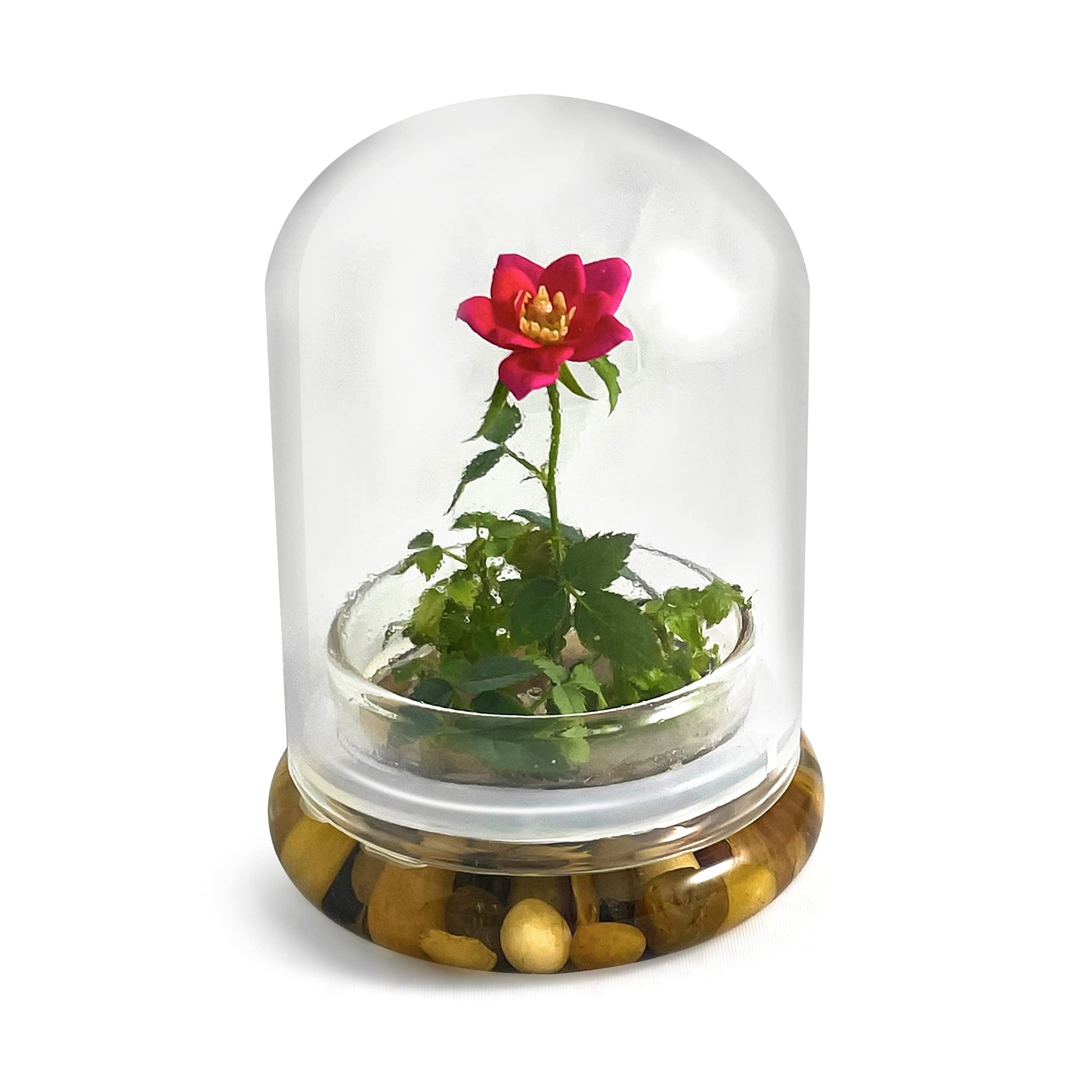 Bloomify Live Rose Terrarium, Miniature Rose in Self Sustaining Glass Jar, Maintenance Free, Great Unique Gift and Home Décor, 100% Growth Guarantee - Plantonio