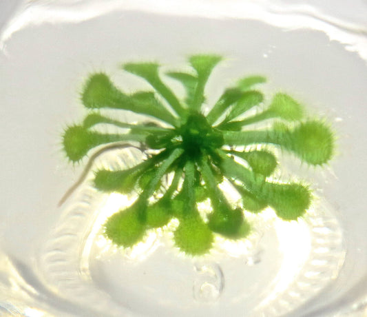 Bloomify Live Sundew Plant Terrarium – Enclosed Ecosystem with Zero Maintenance – Unique Ecosphere Plants for Home Décor – Drosera Spatula Sundew Plant –Great Gift – Self-Sustaining Terrarium - Plantonio