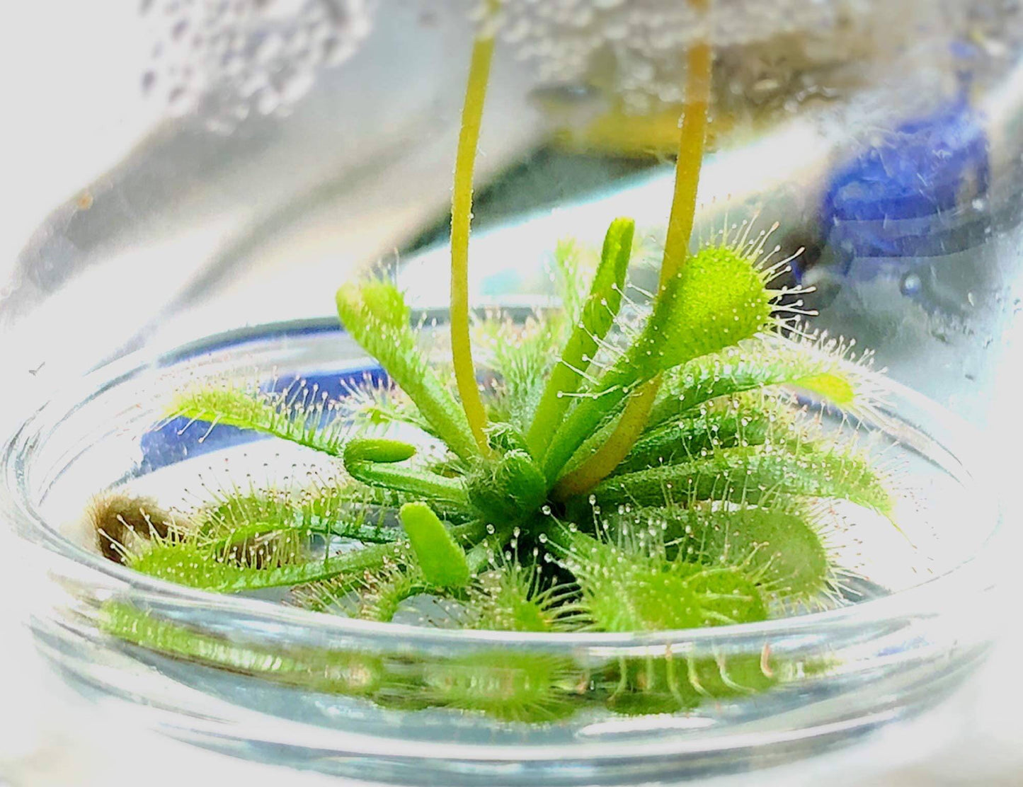 Bloomify Live Sundew Plant Terrarium – Enclosed Ecosystem with Zero Maintenance – Unique Ecosphere Plants for Home Décor – Drosera Spatula Sundew Plant –Great Gift – Self-Sustaining Terrarium - Plantonio