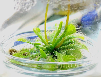 Bloomify Live Sundew Plant Terrarium – Enclosed Ecosystem with Zero Maintenance – Unique Ecosphere Plants for Home Décor – Drosera Spatula Sundew Plant –Great Gift – Self-Sustaining Terrarium - Plantonio