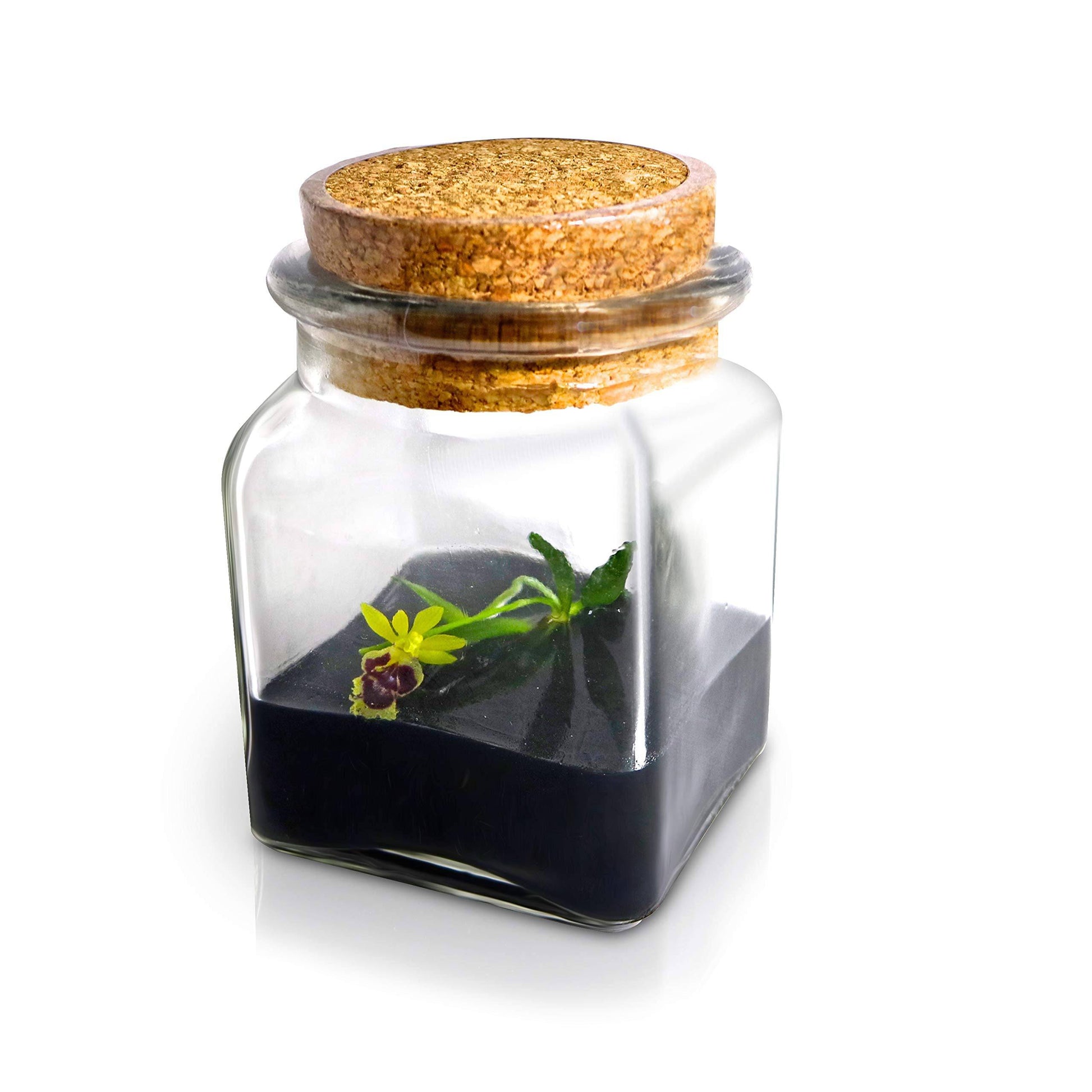 BLOOMIFY Miniature Orchid Terrarium -Zero Care - Haraella retrocalla - 3" Cube - Plantonio