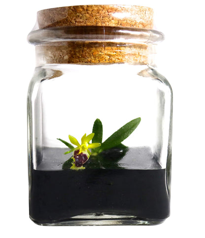 BLOOMIFY Miniature Orchid Terrarium -Zero Care - Haraella retrocalla - 3" Cube - Plantonio