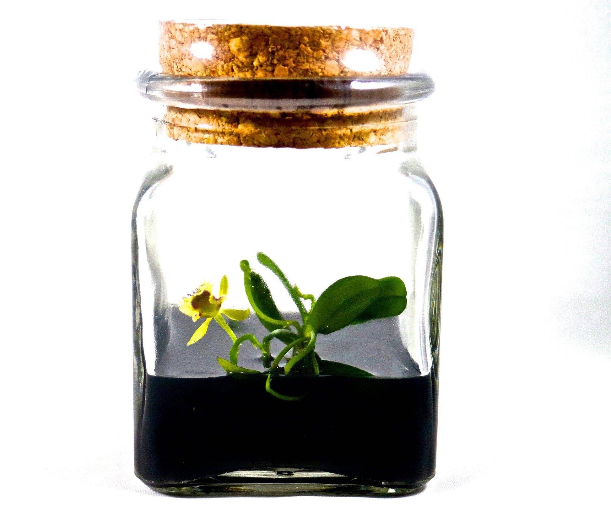 BLOOMIFY Miniature Orchid Terrarium -Zero Care - Haraella retrocalla - 3" Cube - Plantonio