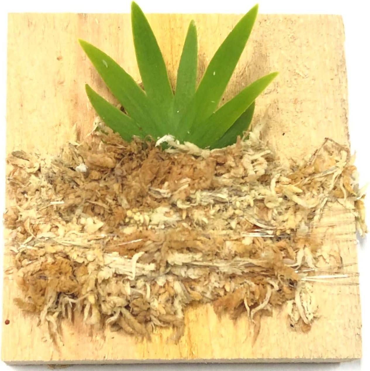 BLOOMIFY Mounted Miniature Oncidium Orchid Without Flower Spike-Long Fiber Sphagnum Moss Wrapped: Psygmorchis pusilla - Plantonio