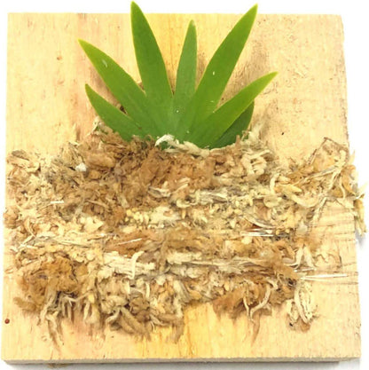 BLOOMIFY Mounted Miniature Oncidium Orchid Without Flower Spike-Long Fiber Sphagnum Moss Wrapped: Psygmorchis pusilla - Plantonio