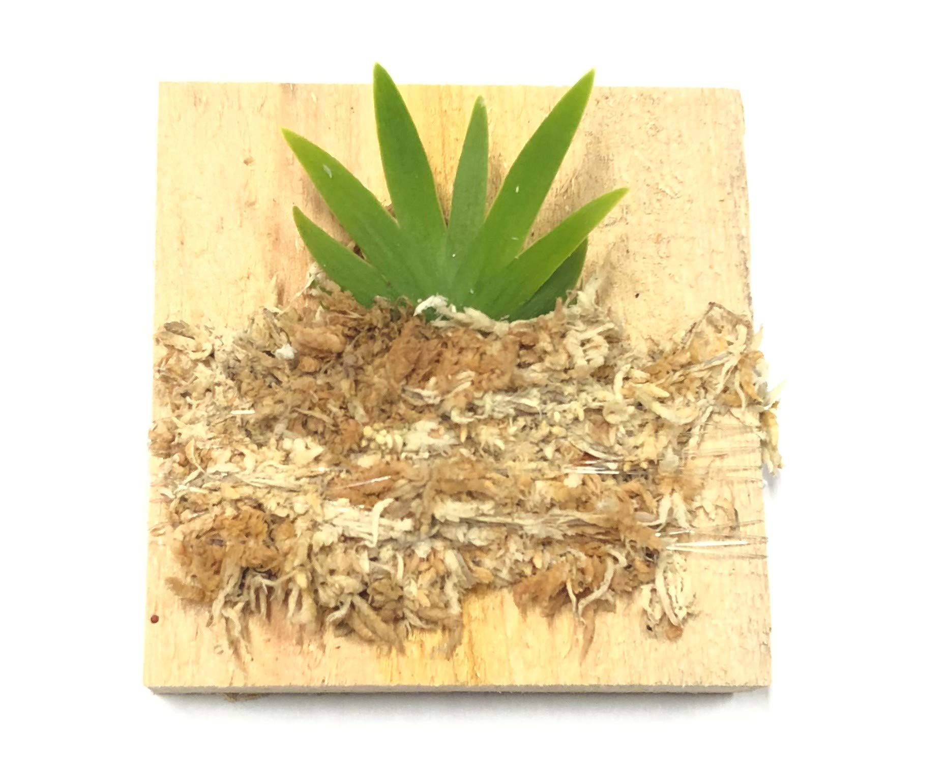 BLOOMIFY Mounted Miniature Oncidium Orchid Without Flower Spike-Long Fiber Sphagnum Moss Wrapped: Psygmorchis pusilla - Plantonio