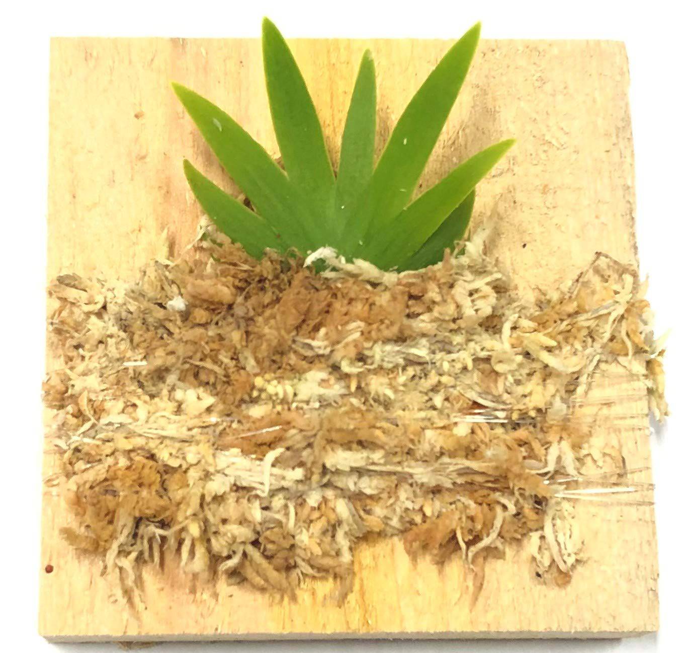 BLOOMIFY Mounted Miniature Oncidium Orchid Without Flower Spike-Long Fiber Sphagnum Moss Wrapped: Psygmorchis pusilla - Plantonio