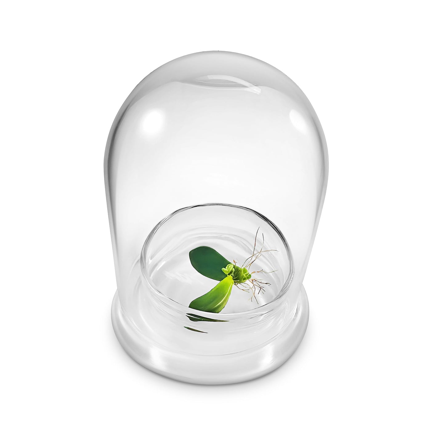 Bloomify Terra Gel Plant Propagation Seed Starter Tray with Glass Dome – Advanced Technology Gardening Supplies Plant Propagation Station for Succulents – Easy to Use Seed Starter Kit - Plantonio