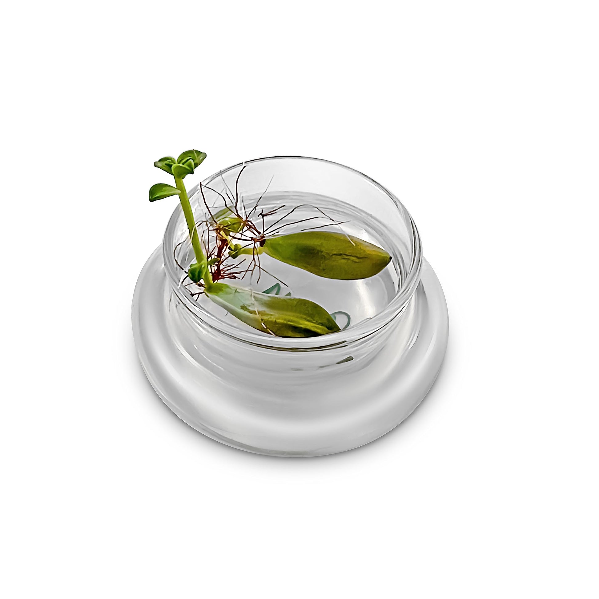 Bloomify Terra Gel Plant Propagation Seed Starter Tray with Glass Dome – Advanced Technology Gardening Supplies Plant Propagation Station for Succulents – Easy to Use Seed Starter Kit - Plantonio