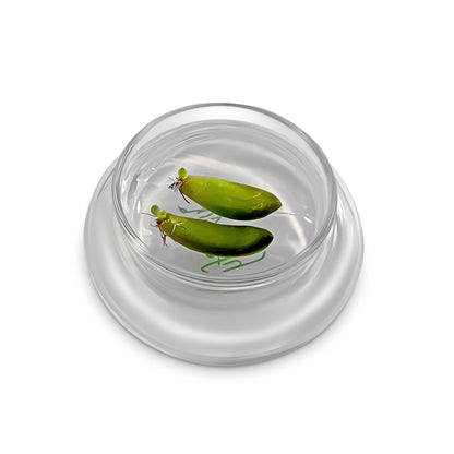 Bloomify Terra Gel Plant Propagation Seed Starter Tray with Glass Dome – Advanced Technology Gardening Supplies Plant Propagation Station for Succulents – Easy to Use Seed Starter Kit - Plantonio
