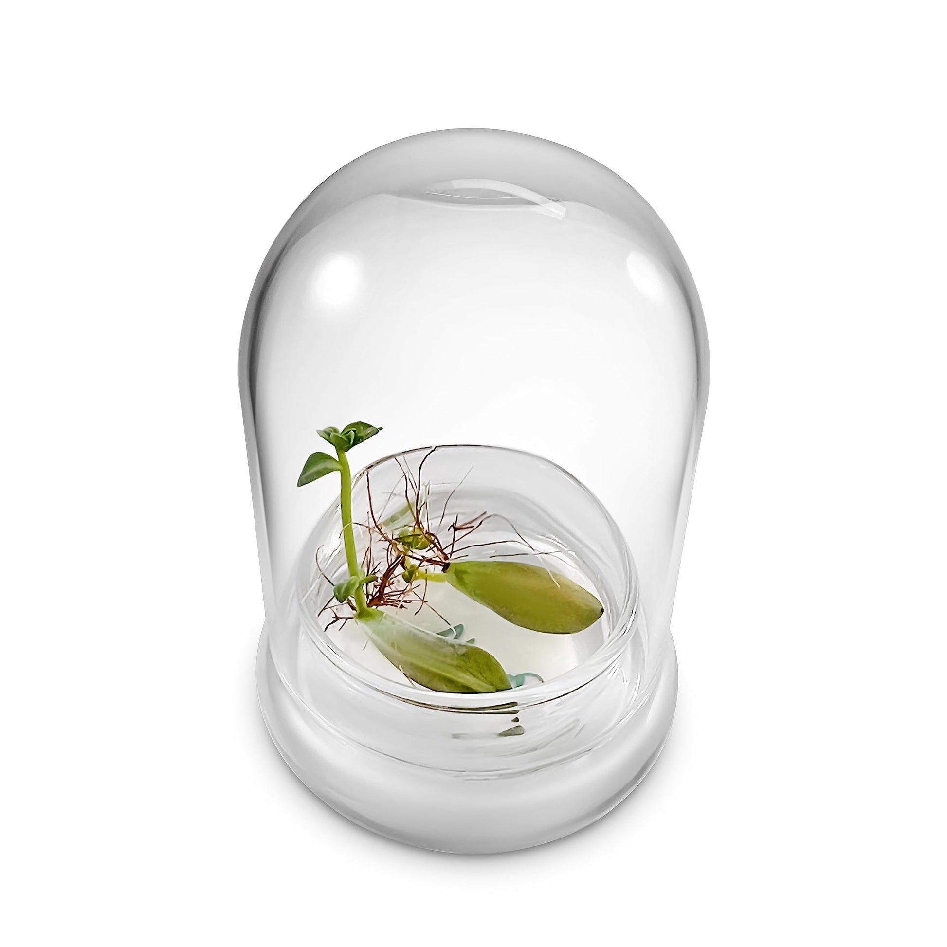 Bloomify Terra Gel Plant Propagation Seed Starter Tray with Glass Dome – Advanced Technology Gardening Supplies Plant Propagation Station for Succulents – Easy to Use Seed Starter Kit - Plantonio