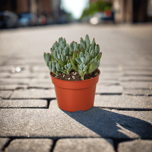 Blue Chalk Stick - Plantonio
