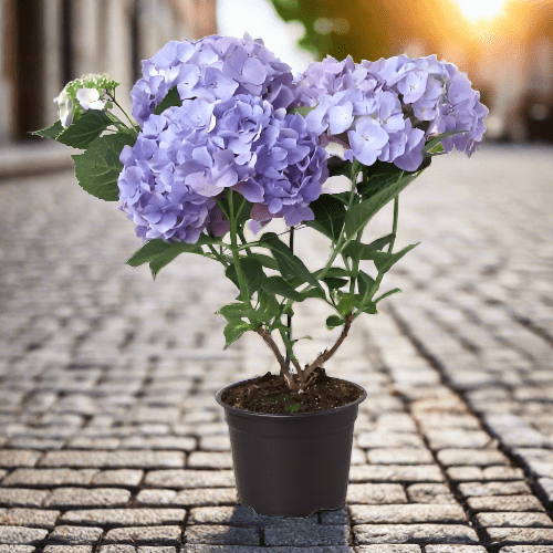 Blue Hydrangea - Plantonio