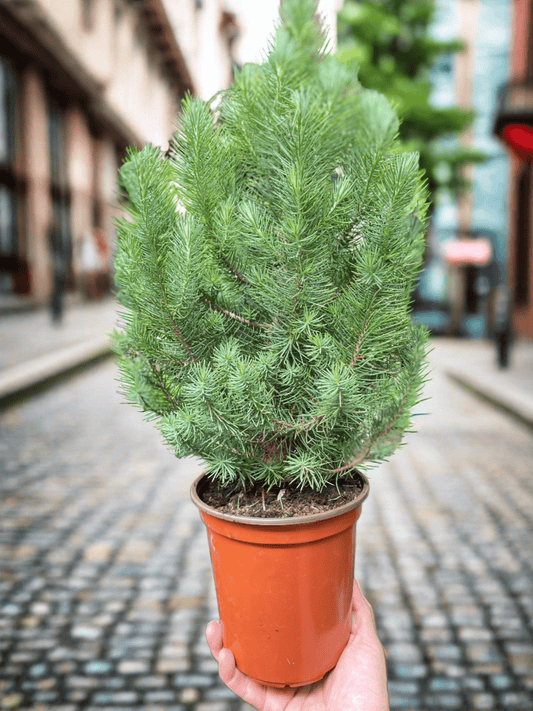 Blue Pine Trees - Plantonio