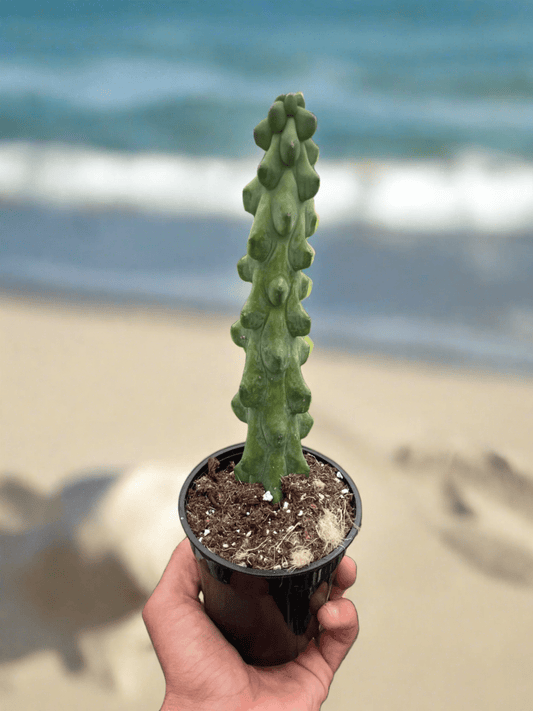 Boobie Cactus - Plantonio