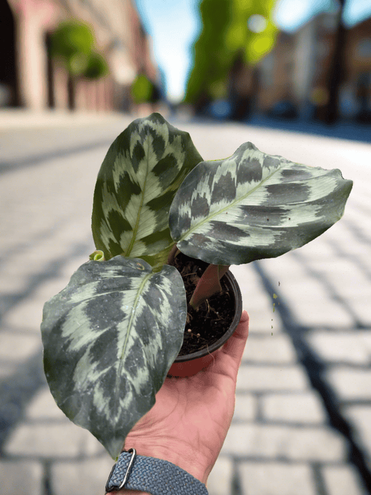 Calathea 'Kennedy' - Plantonio