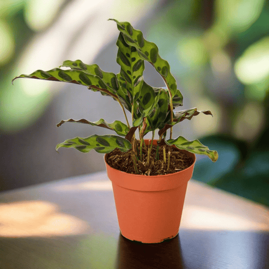 Calathea Lancifolia 'Rattlesnake' - Plantonio