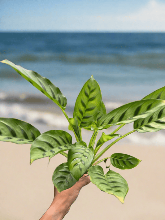 Calathea Leopardina - Plantonio