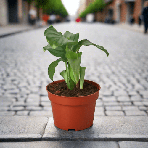 Calathea 'Orbifolia' - Plantonio