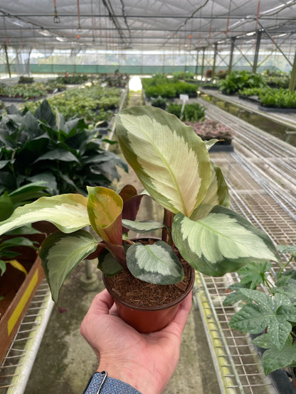 Calathea 'Picturata' - Plantonio