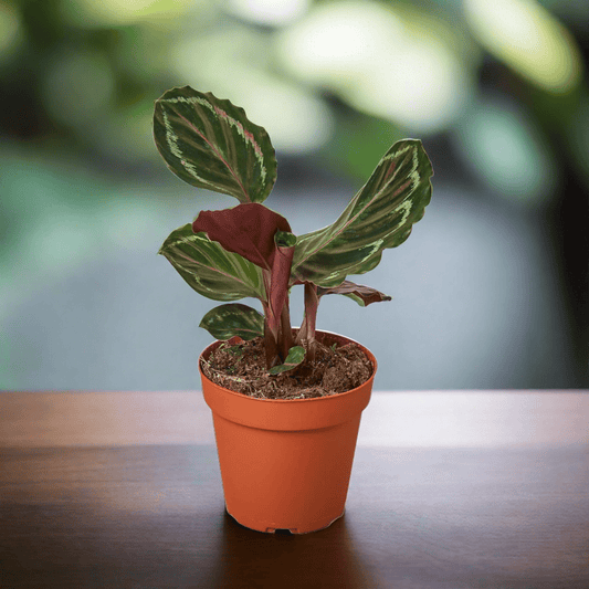 Calathea Roseopicta 'Medallion' - Plantonio