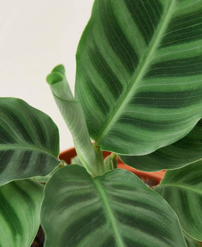Calathea 'Zebrina' - 4" Pot - Plantonio