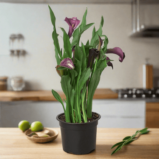 Calla Lily - Plantonio