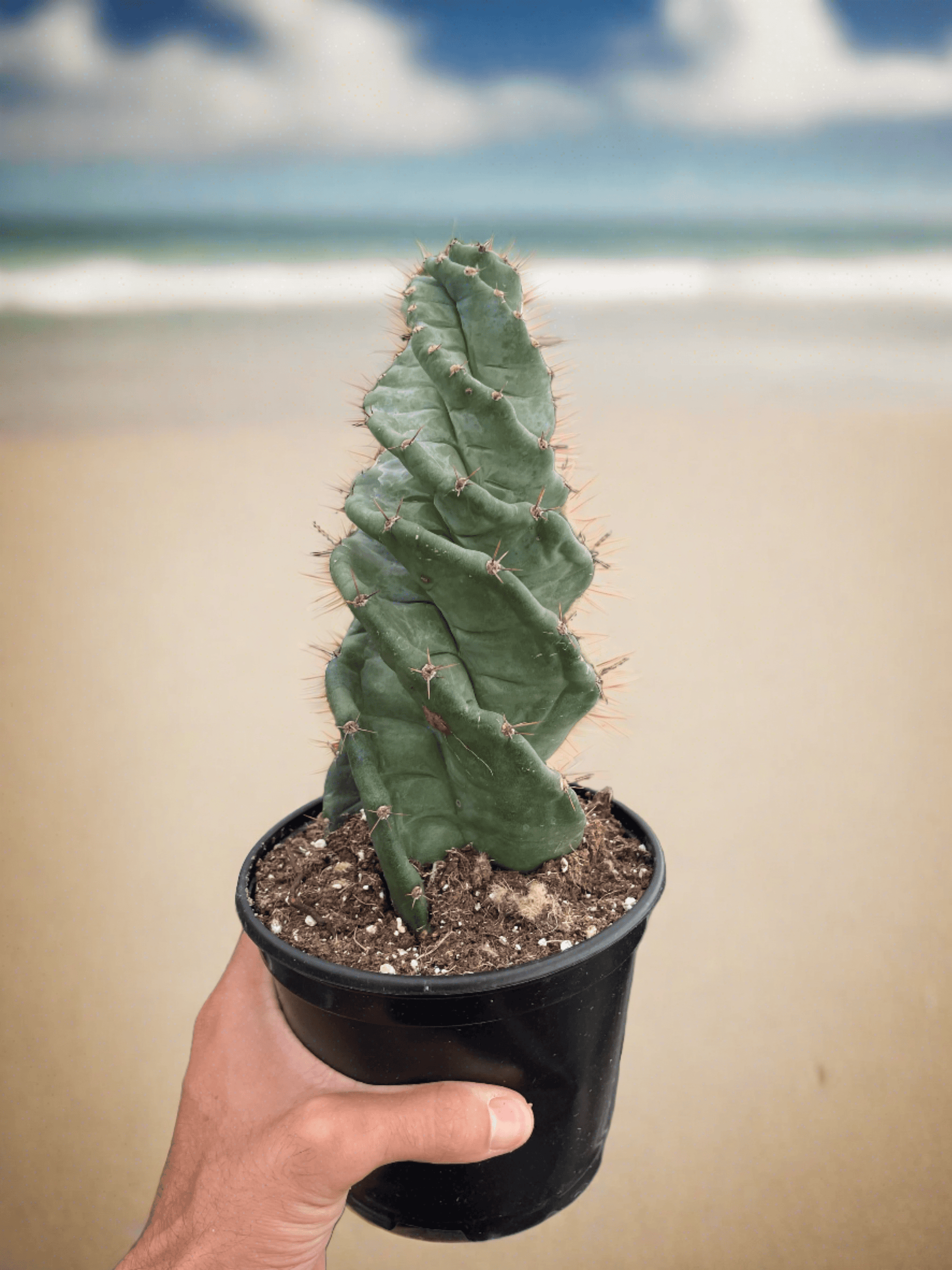 Cereus forbesii 'Spiralis' - Plantonio