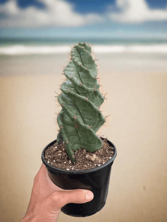 Cereus forbesii 'Spiralis' - Plantonio