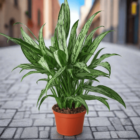 Chinese Evergreen 'Cutlass' - Plantonio