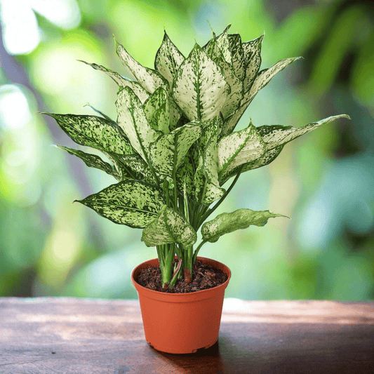 Chinese Evergreen 'First Diamond' - Plantonio