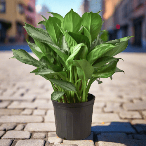 Chinese Evergreen 'Silver Bay' - 10" Pot - Plantonio