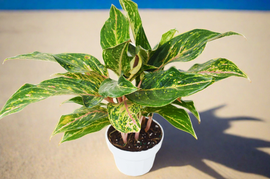 Chinese Evergreen 'Sparkling Sarah' - 6" Pot - Plantonio