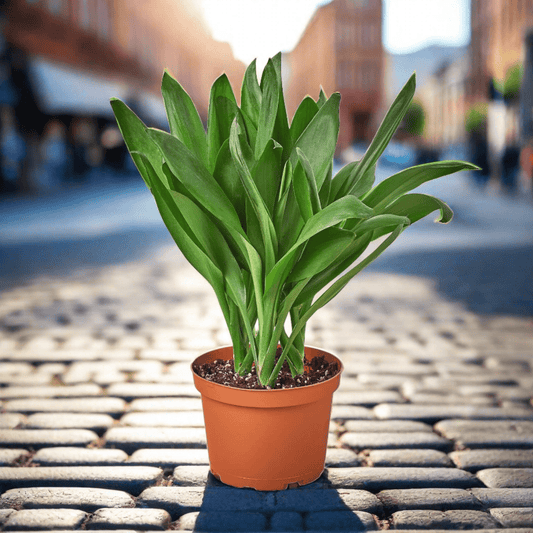 Cordyline Glauca - Plantonio