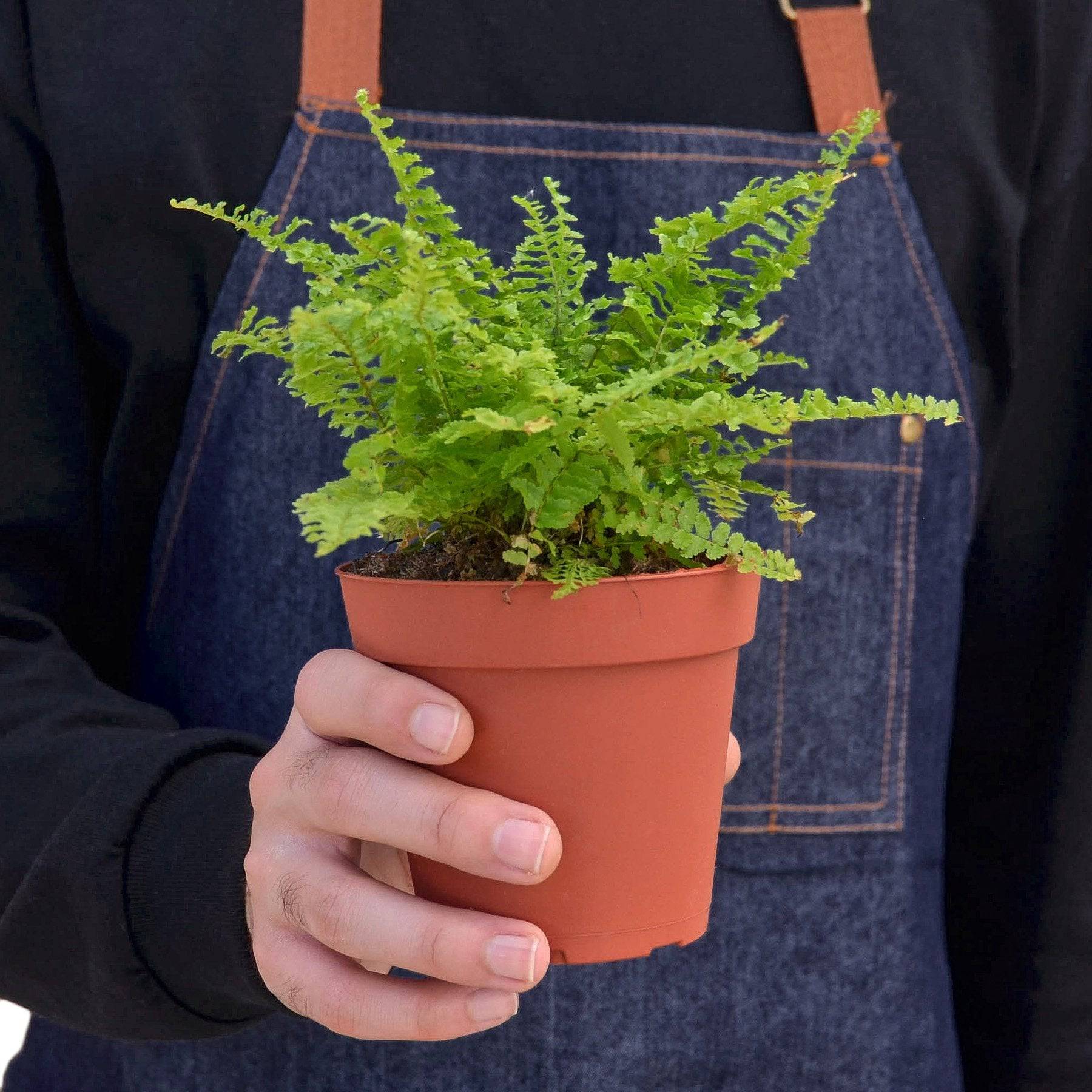 Cotton Candy Fern - Plantonio