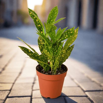 Croton 'Gold Dust' - Plantonio