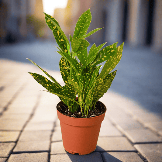 Croton 'Gold Dust' - Plantonio