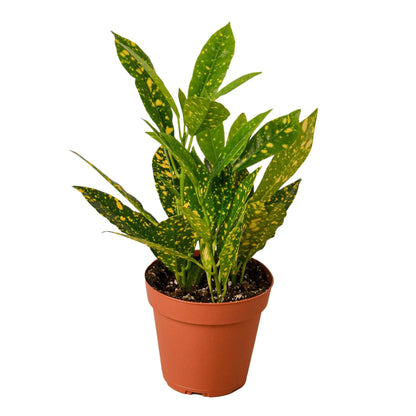 Croton 'Gold Dust' - Plantonio