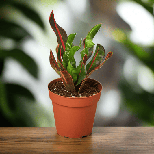 Croton 'Mammy' - Plantonio
