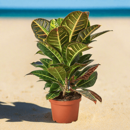Croton Petra 'Joseph's Coat' - Plantonio