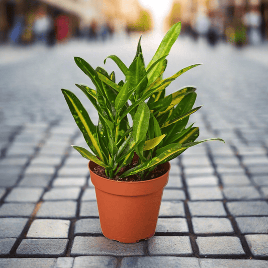 Croton 'Sunny Star' - Plantonio