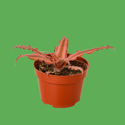 Cryptanthus 'Pink Star' - 4" Pot - Plantonio