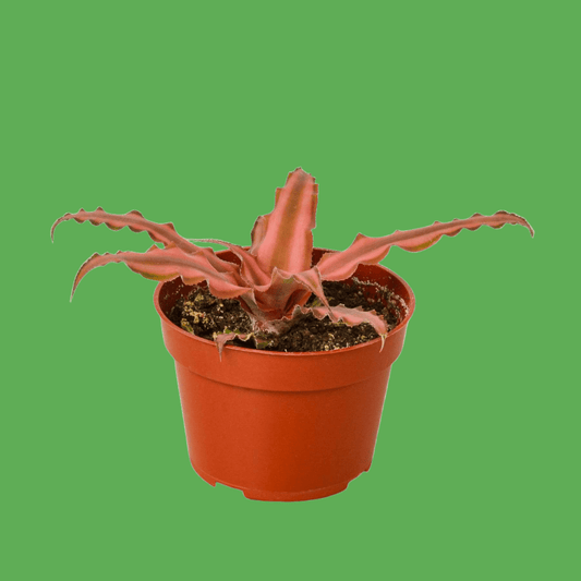 Cryptanthus 'Pink Star' - 4" Pot - Plantonio