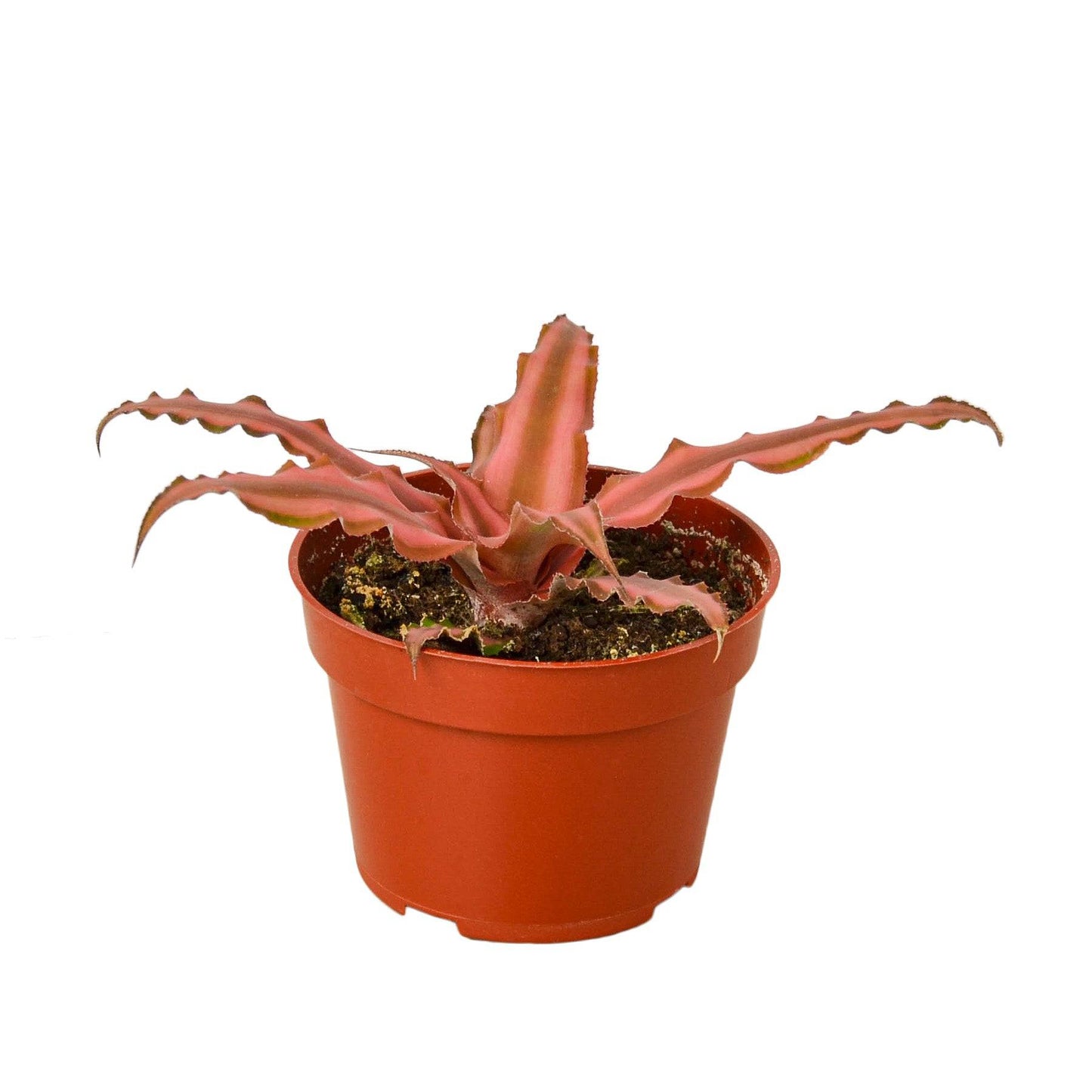 Cryptanthus 'Pink Star' - 4" Pot - Plantonio