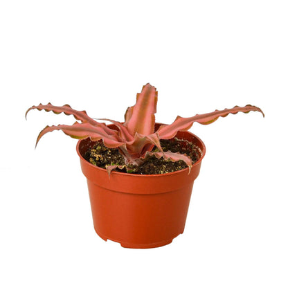 Cryptanthus 'Pink Star' - 4" Pot - Plantonio