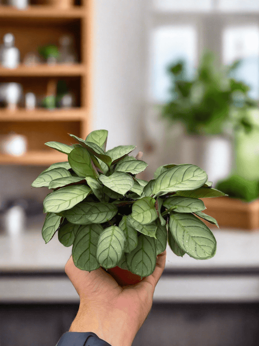 Ctenanthe burle-marxii 'Amagris' - Plantonio